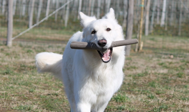 bamapet-tutto-mio3.jpg