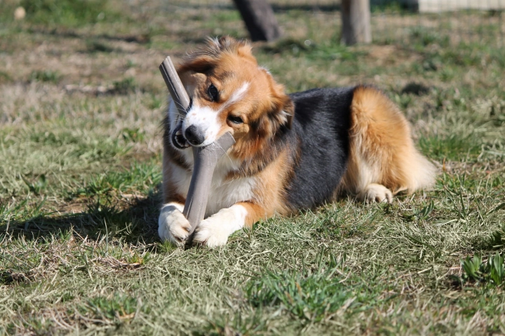 bamapet-tutto-mio4.jpg