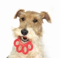 bamapet-orma-3.jpg