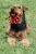 bamapet-orma-5.jpg